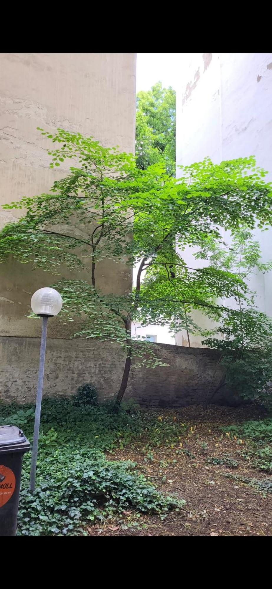 Schoene Altbauwohnung Wien Zentrum Brigittenauer Laende 32 Kültér fotó